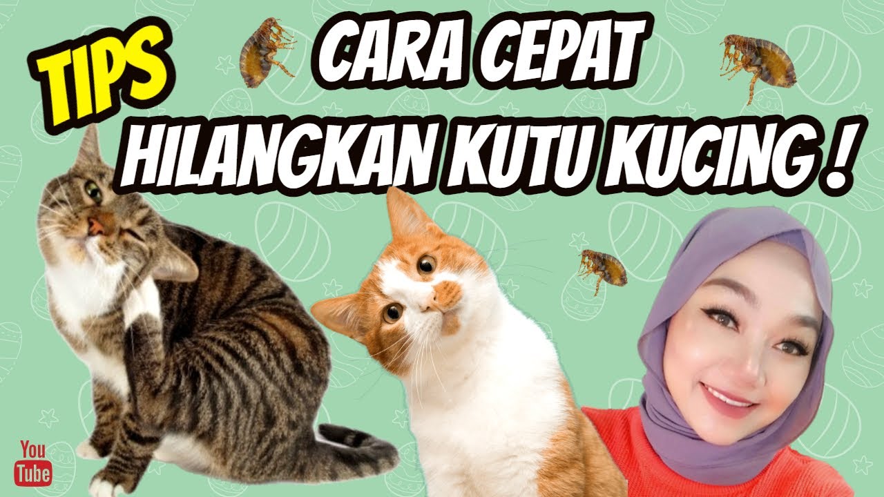 CARA CEPAT HILANGKAN KUTU KUCING !