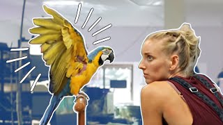 Can We Help This Anxious Macaw? | Luna The Macaw