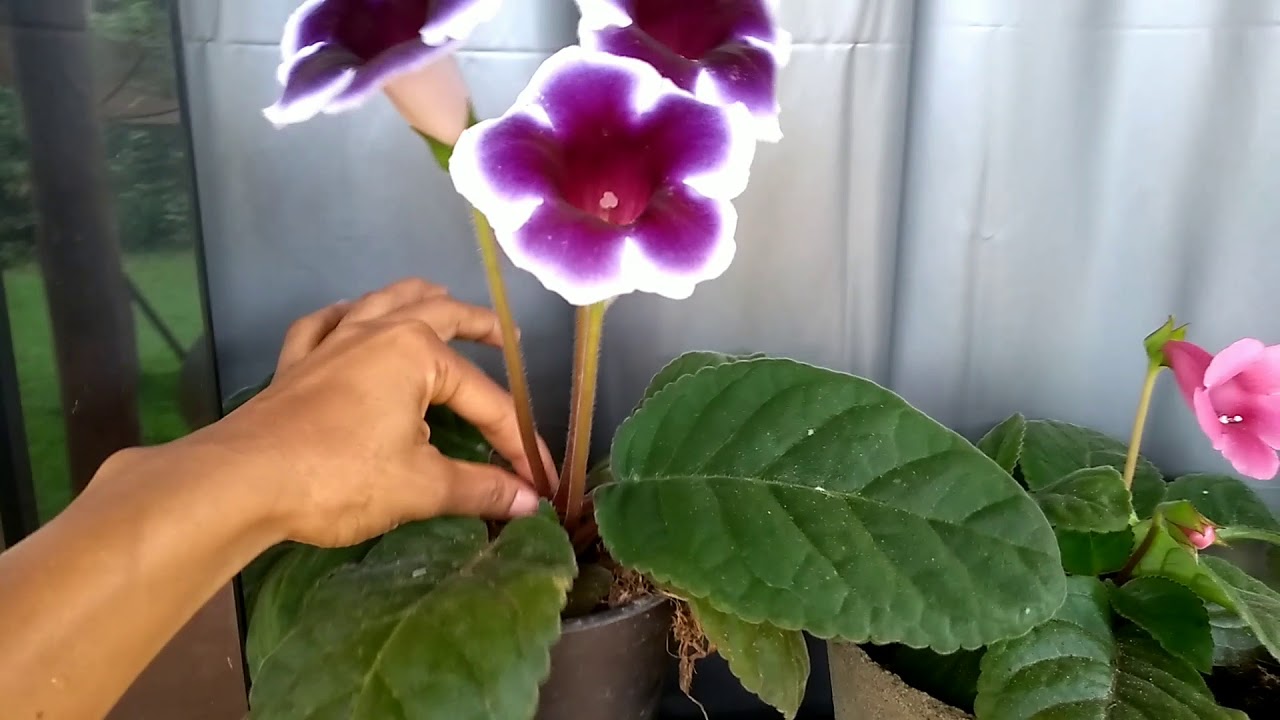 Planta gloxinia, como cultivar - thptnganamst.edu.vn