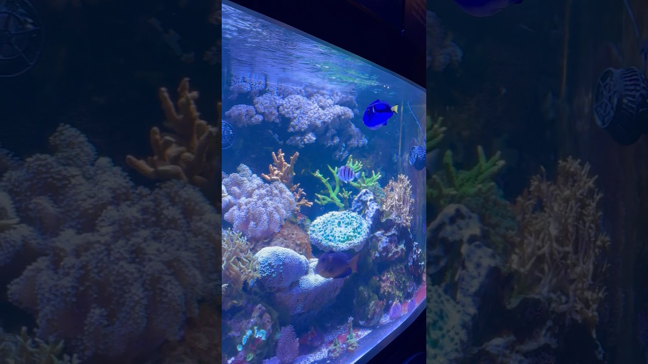 Just keep swimming #cartoon #fish #aquarium #travel #traveling #florida #nature #animals #animal