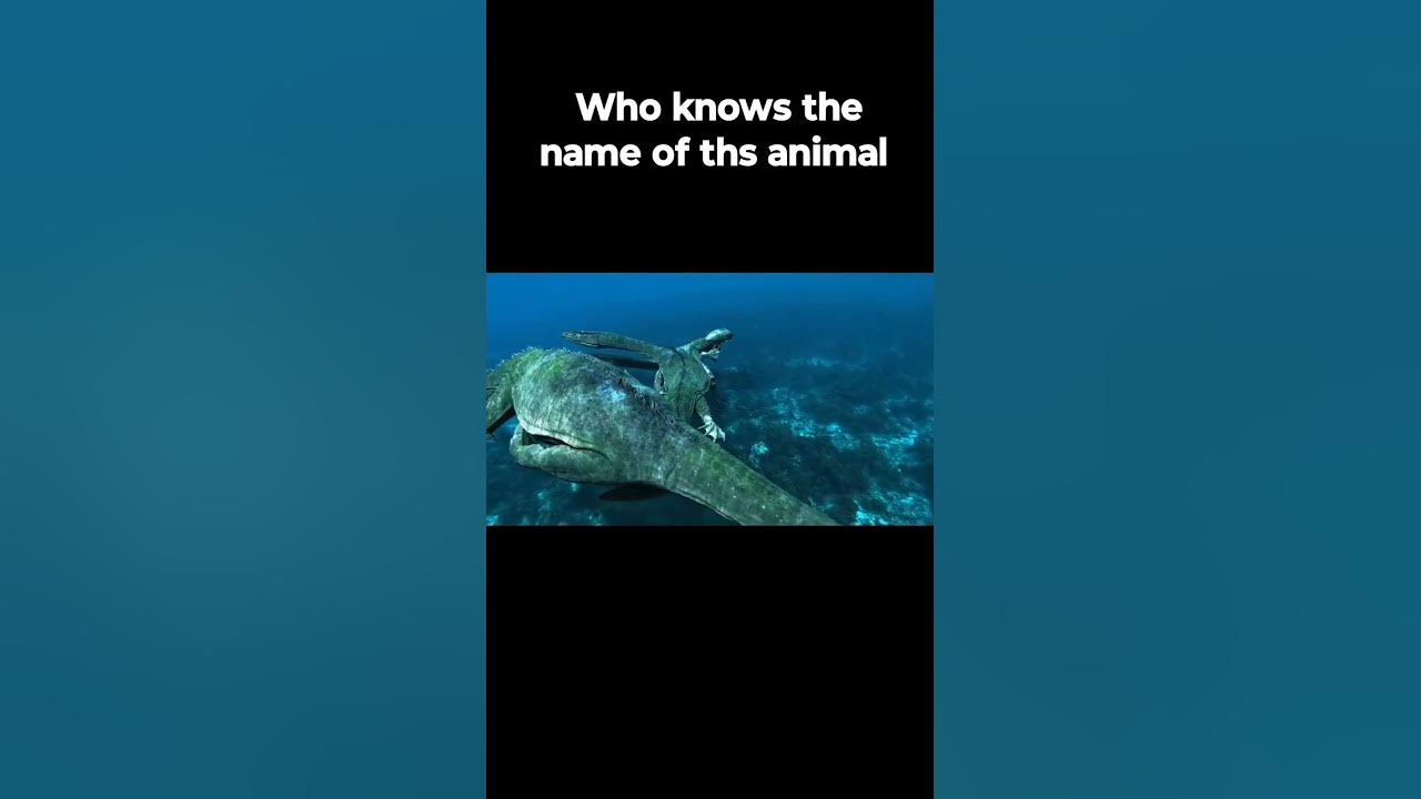 Yeh Kya Hai Kisi Ko Pata Hain Who Knows The Name Of These Animal yeh-kya-hai-kisi-ko-pata-hain-who-knows-the-name-of-these-animal
