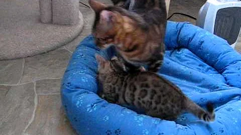 Video 1813631: spotted bengal kitten, bengal kittens playing, litter