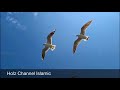 تأمل رحمة الله بعباده دعوني وخلقي فضيلة الشيخ الشعراوي 