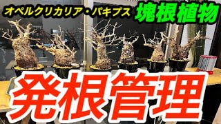 1-8 オペルクリカリア・パキプスの発根管理を色々試してみた（塊根植物