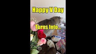 When you have a cat, the Valentine's Day does not belong to Two. by Born 2b Fluffy 28 views 2 months ago 1 minute, 6 seconds