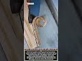 Perfect Wood Curl Chamfer Trick That Looks Satisfying #woodworking #satisfying #woodscraft #wood