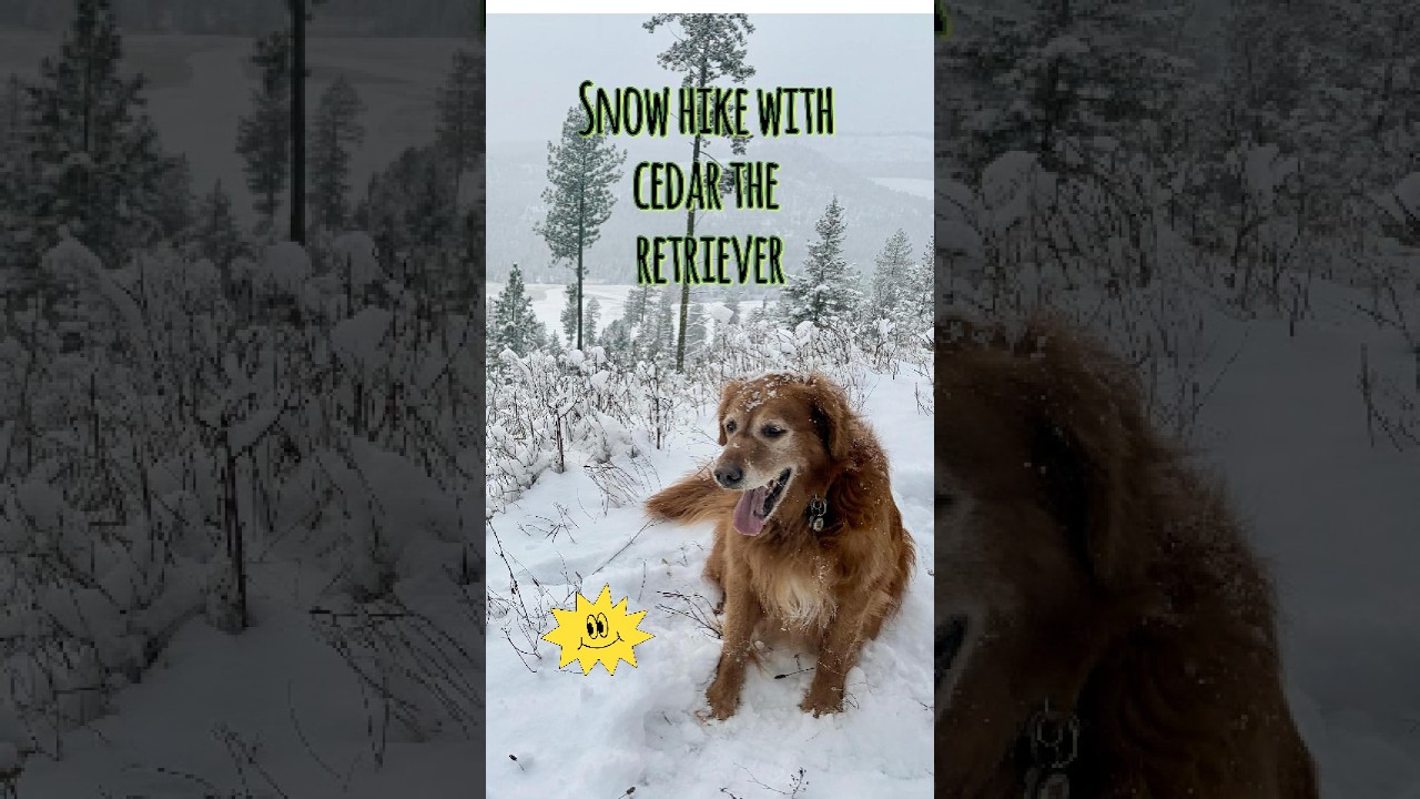 Snow hike with Cedar the Retriever