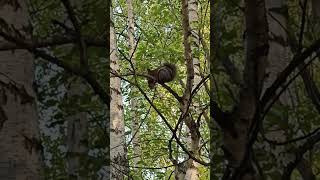 Белка грызет шишку под пенье утренних птиц #youtubeshorts #nature #природа #птицы #birds #spring