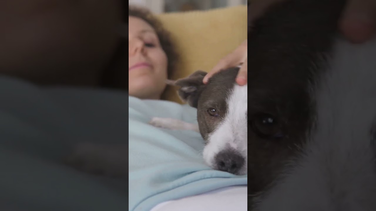 Science says: Dogs Relieve Stress More Than We Knew! 🤯✨