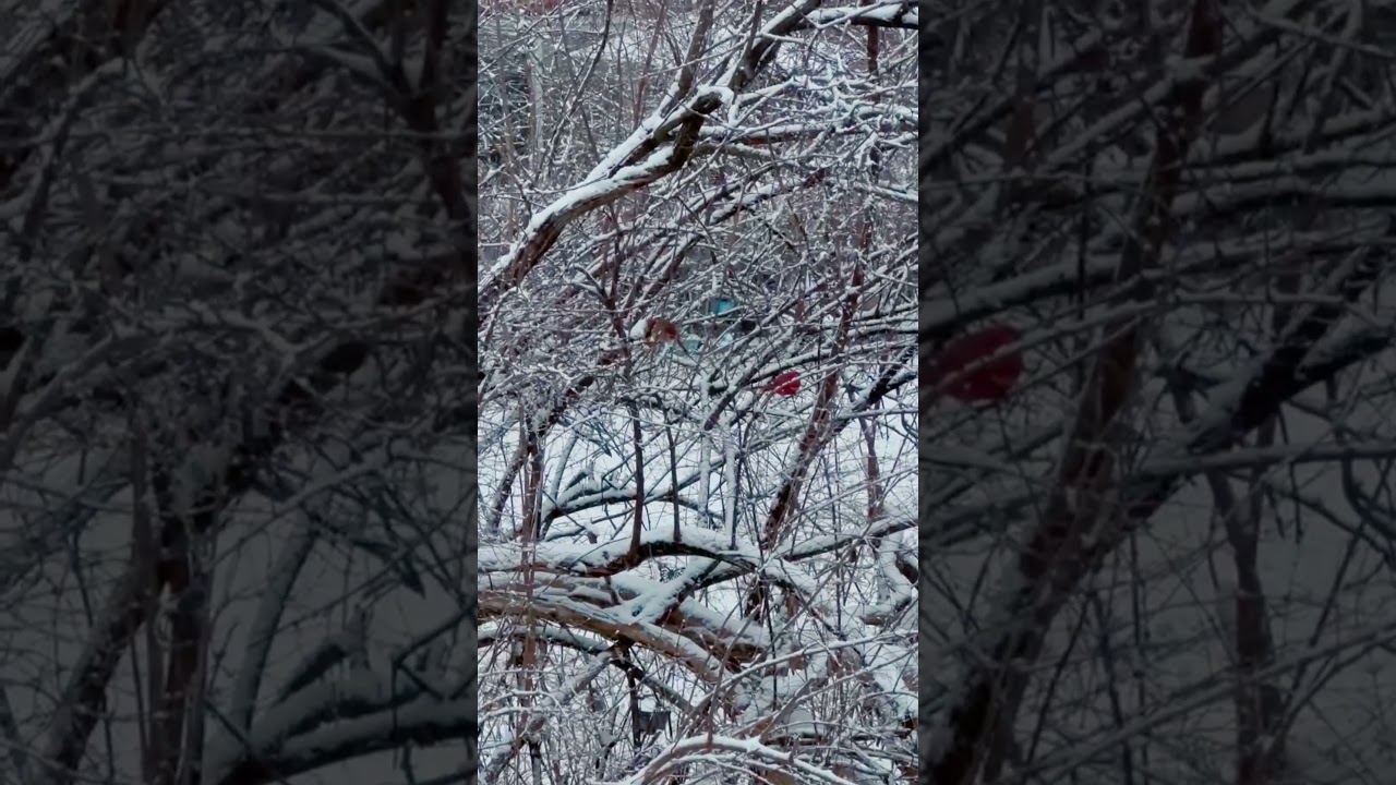 birds on a snowy day #🐦❄️ 