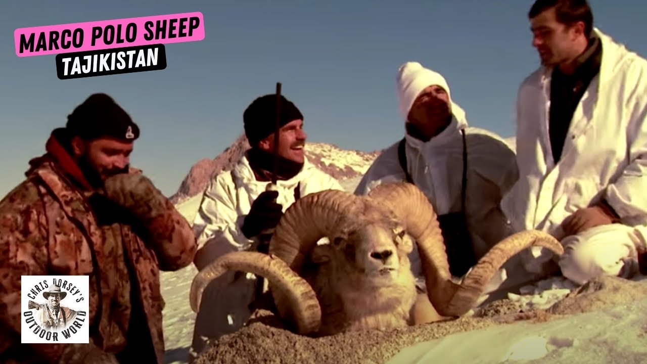 Изнурительная охота на барана Марко Поло в Таджикистане
