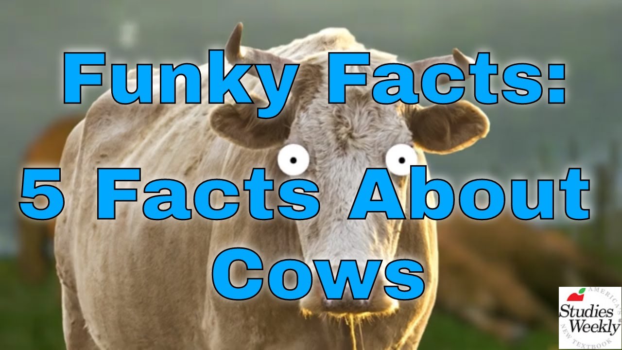 30 Fun Facts About Highland Cows, Highland Cow Facts