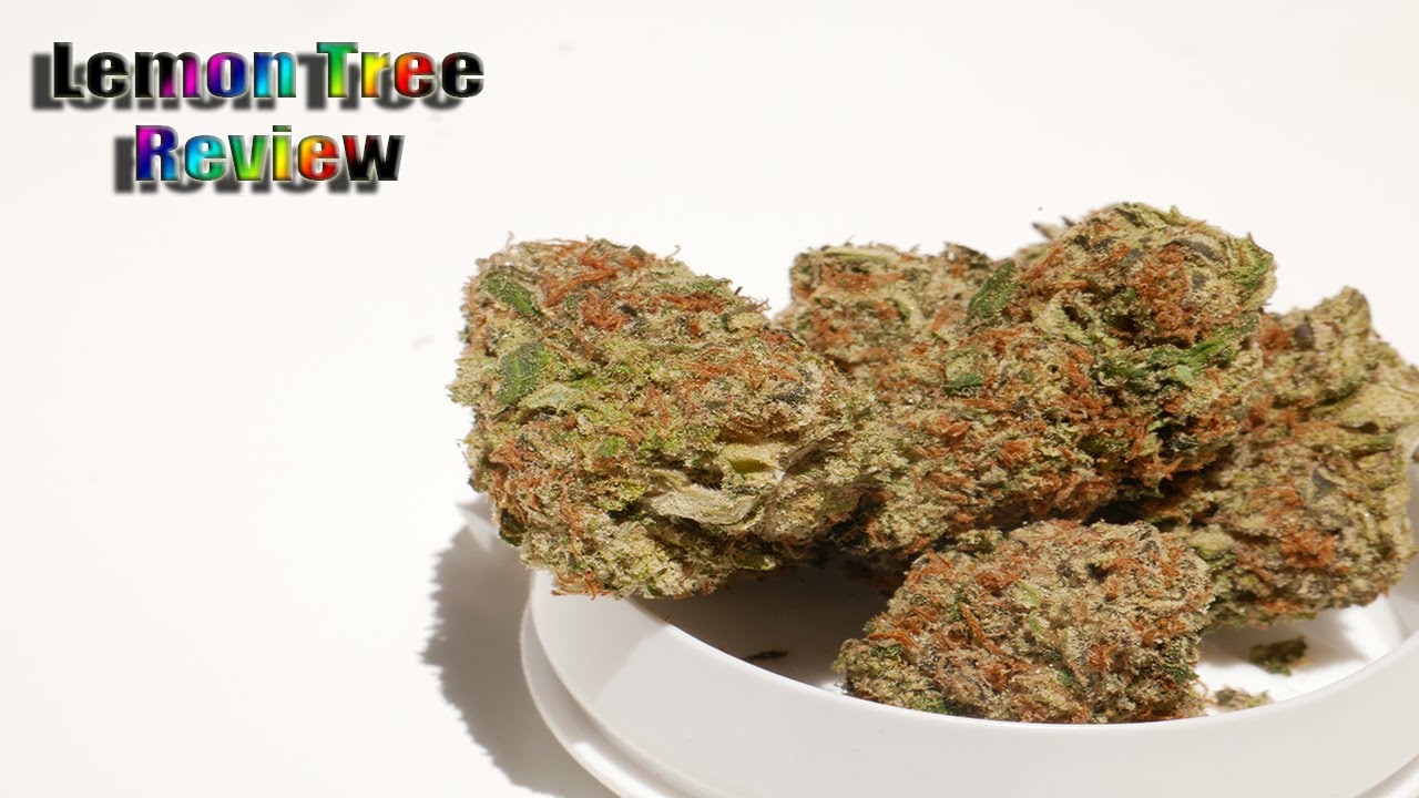 Lemon Tree from The Flowery | Strain Review