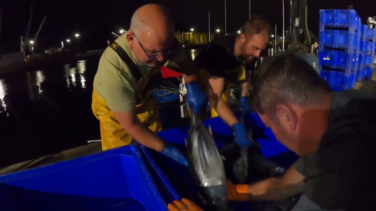 Descarga de Bonito en Avilés * 2025 * - Nuevo Nubei & Nuevo Saramar