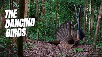 The MOST BEAUTIFUL Bird in the World Dances in the Wild Forest