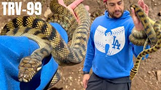 WHY SCRUB PYTHONS ARE THE BEST BIG SNAKE TO KEEP | TRV-99 Net Worth