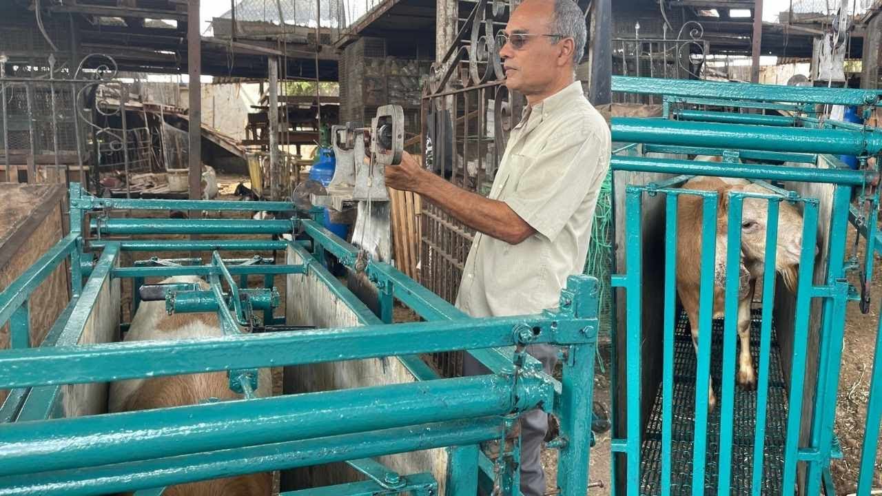 КАК РАССЧИТАТЬ ВЕС ОВЕЦ ИЛИ КОЗЫ || ДЕМОНСТРАЦИЯ МЕТОДА РАСЧЕТА ВЕСОВ ПО ОБХВАТУ СЕРДЦА ДЛЯ СКОТА