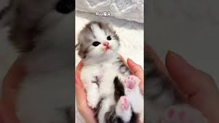Cute Cat Collections