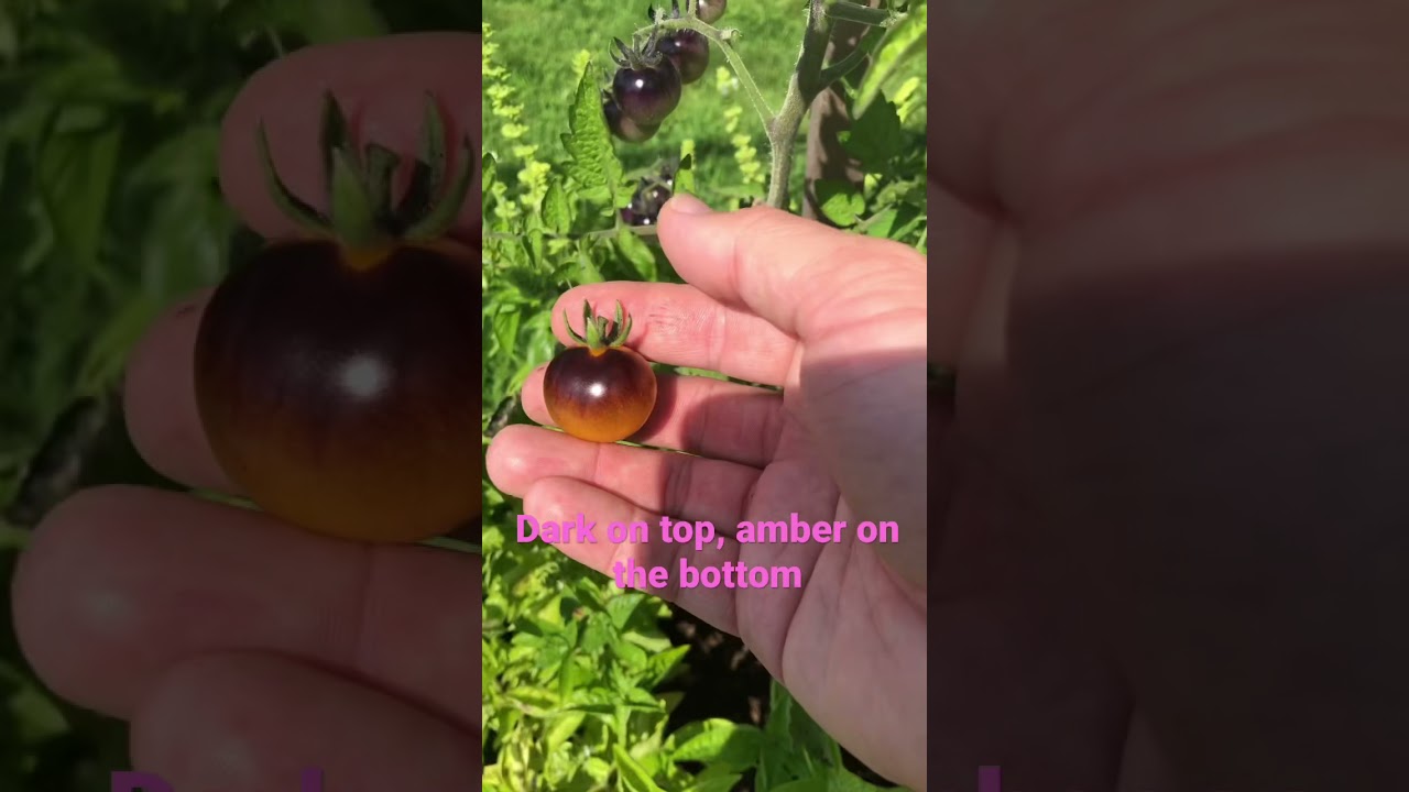 Ripe Blueberries Tomato | How To Tell When Blueberries Tomatoes Are Ripe