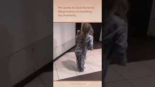 Me Going To Bed Peacefully Dhanvesttor Handles My Portfolio Dhanvesttor