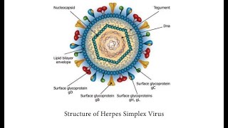 Classification of Human Herpes Virus Sub Families (Alpha, Beta, Gamma Family)
