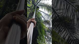Manen Sawit Oyenn funny  sawit