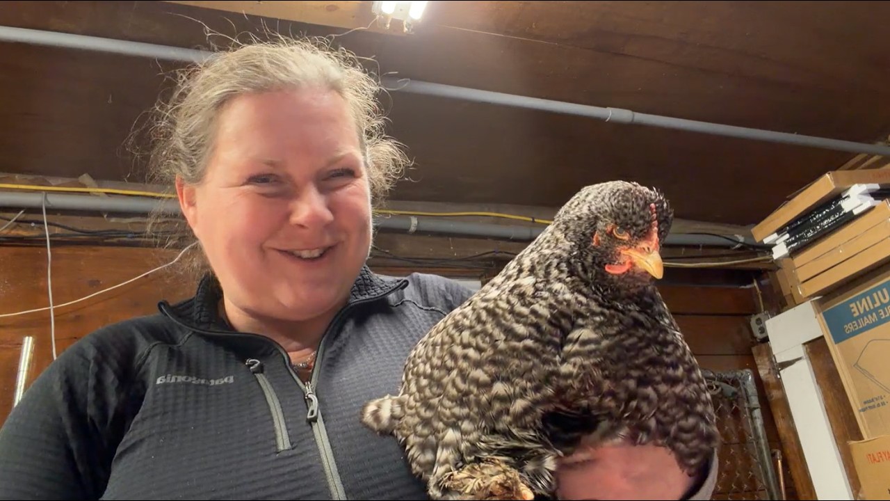 Goldy's HennyPenny MC/TeaTime(FB) TY ET,Nick,Chickens (Petunia&Felicity)&Viewers.