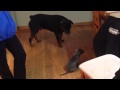 Rottweiler meeting baby Pitbull