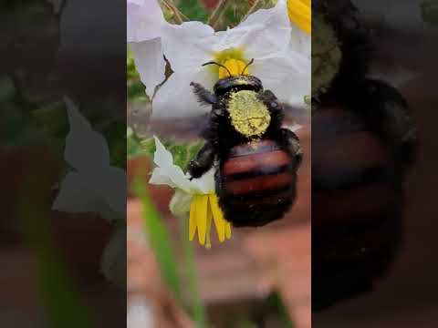 Vídeo: As abelhas africanizadas polinizam?