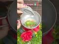 Diy hair shampoo 💯🧴#shortsfeed #shorts #youtube #trending  #youtubeshorts #trendingshorts#ytshorts