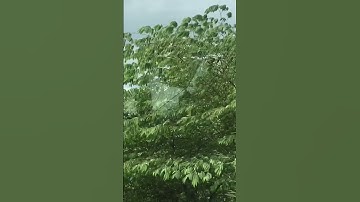 Công dụng của cây trứng cá