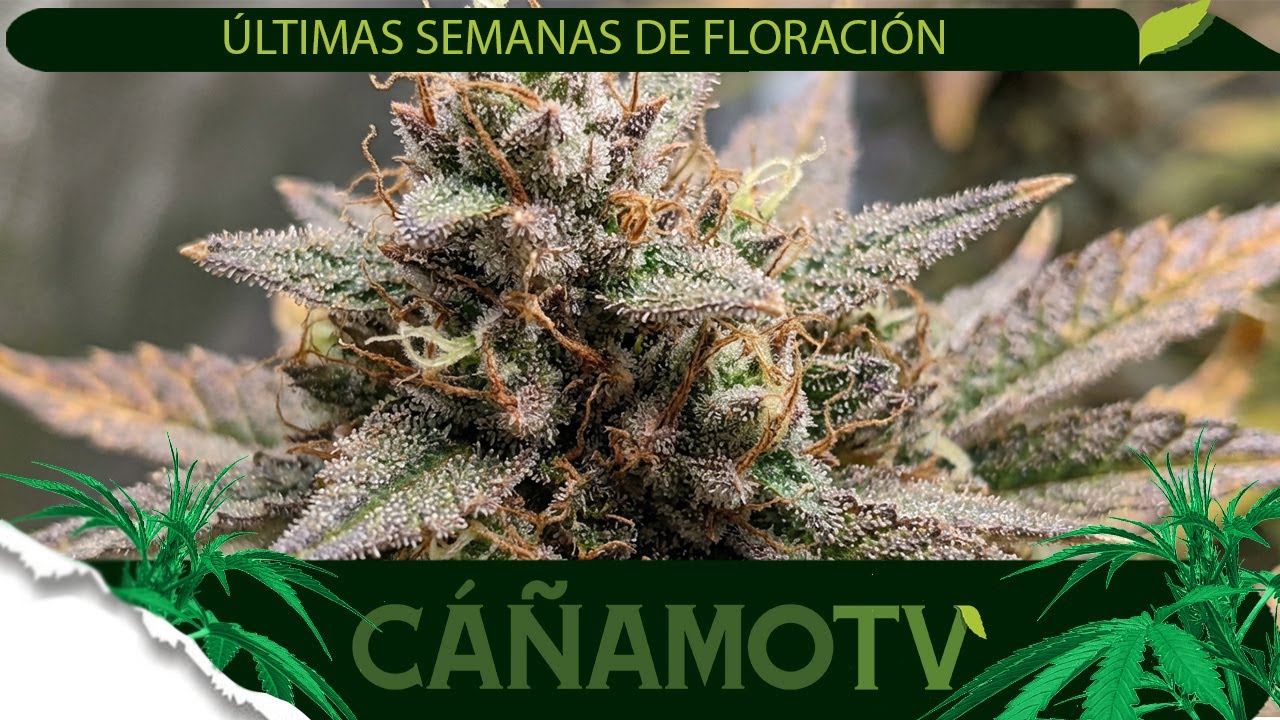 ÚLTIMAS SEMANAS DE FLORACIÓN 🌸 CONSEJOS Y TRUCOS 💡 Mars Hydro