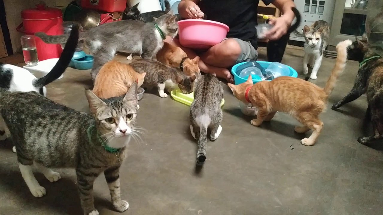 Kucing kampung strays cat kucing Oren kocheng oreng - YouTube