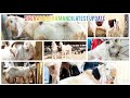 Deonar bakra mandi latest update 11/30/2024 Saturday update in goat 🐐