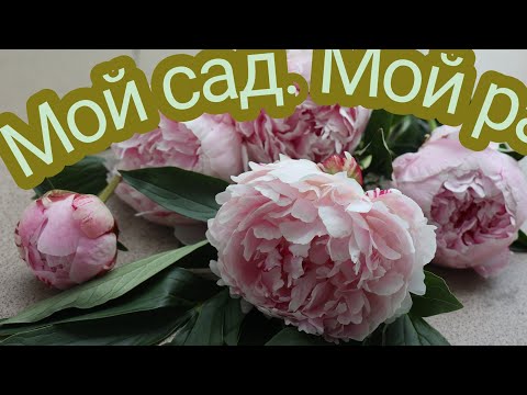 Из архива.Мой сад, мой рай!