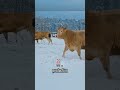 Virtual Reality for Cows - The Surprising Secret Behind More Milk in Russia #shorts
