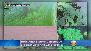 Toxic Algal Blooms Detected At Big Bear Lake, Lake Isabella