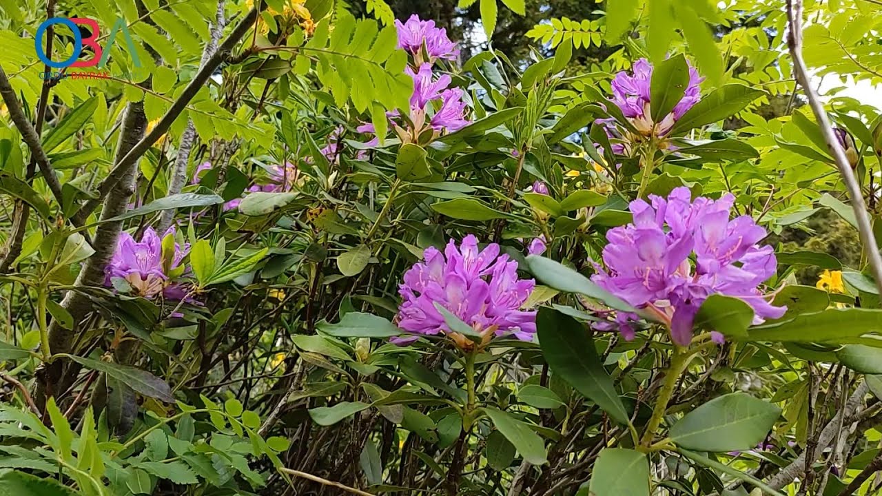 Mesudiye Yaylaları rengarenk açan çiçekleriyle doğa ve fotoğraf tutkunlarını ağırlıyor -OBA AJANS