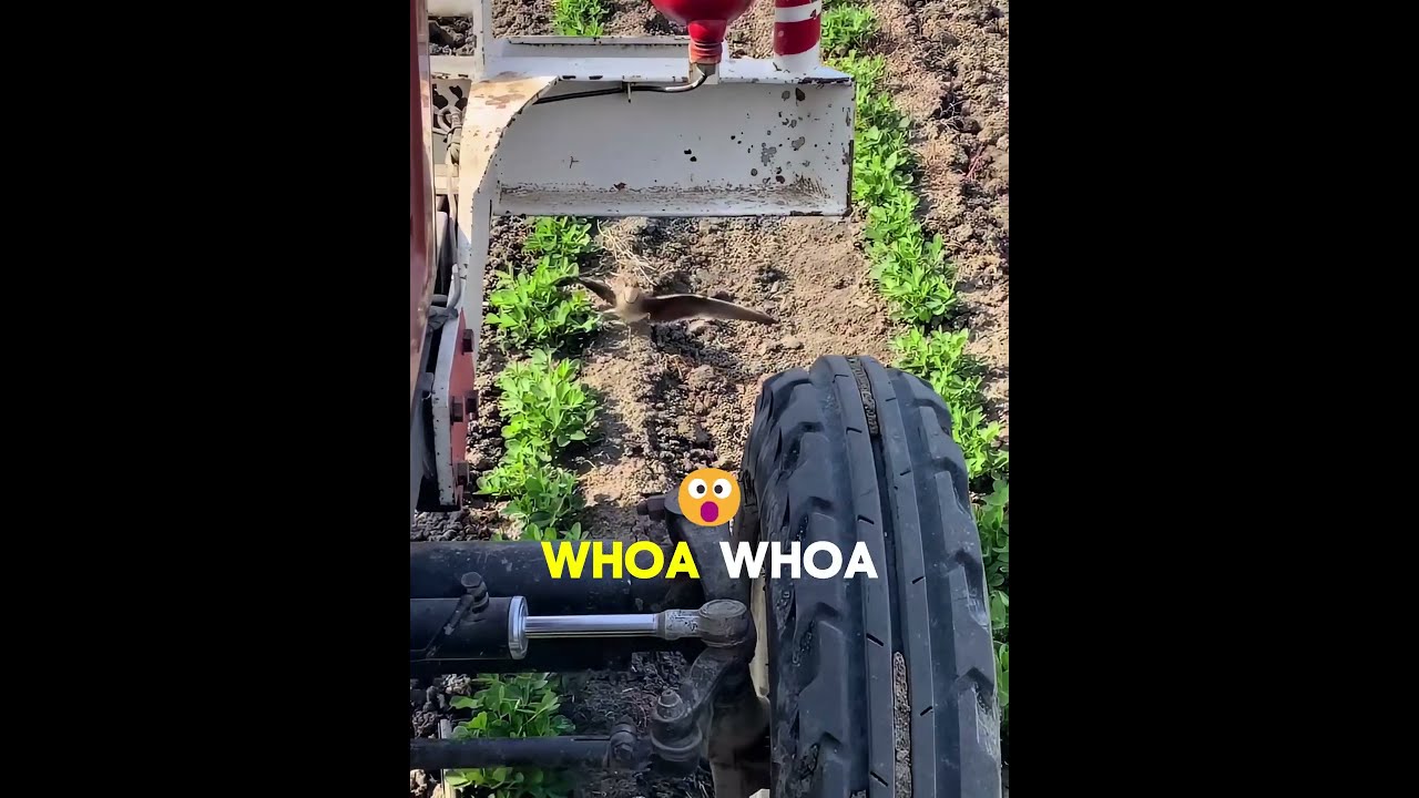 Mrs Mama Bird vs Mr Tractor 🐦🚜