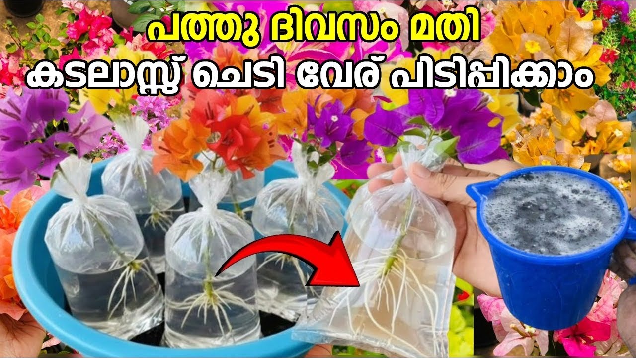 പത്തു ദിവസം മതി ഹൈബ്രിഡ് ബൊഗൈൻവില്ല വേര് പിടിപ്പിക്കാൻ |bougainvillea