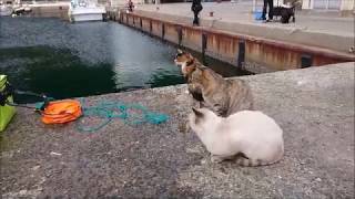 【相島】猫達のお魚争奪戦！制したのは・・・？～Cats compete to get fish～