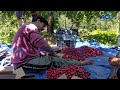 A New Era in Horticulture! Farmers in Jammu &amp; Kashmir 