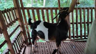 Cebu Dairy Goat with Horn Anglo Nubian