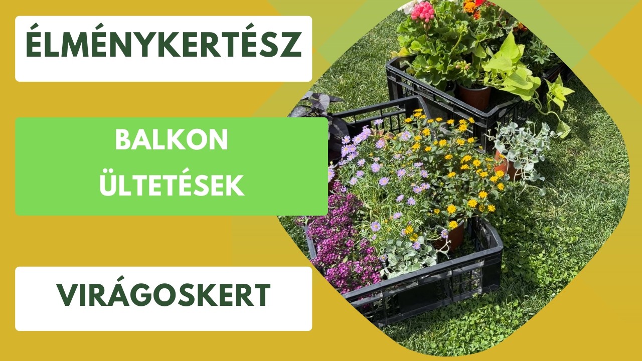 Balkon ültetések, színes növények sora🌼🌸