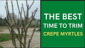 The Best Time to Trim Crepe Myrtles
