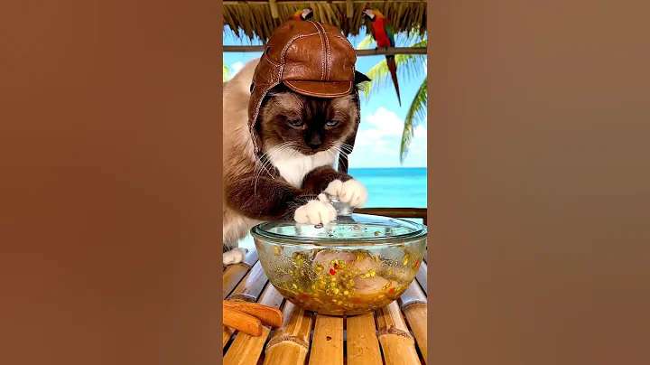 Watch the video about Beachside Ragdoll Cat Cooks Fish Tacos