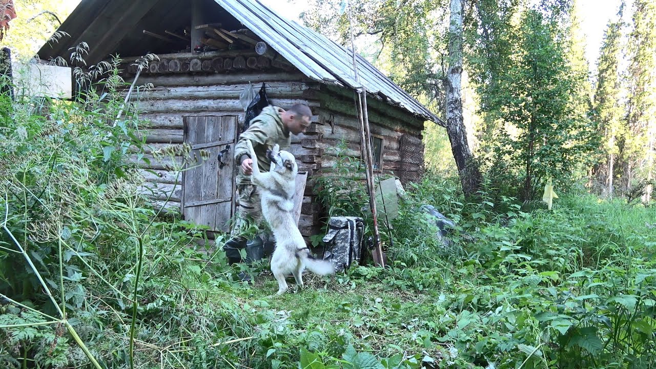 РЫБАЛКА НА ТАЕЖНОЙ РЕЧКЕ. СОХРАНИЛ РЫБУ В ЖАРУ. ЖИЗНЬ В ЛЕСНОЙ ИЗБУШКЕ.
