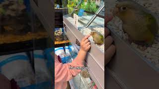 Mua cho cô bé con chim đó đi 🥹