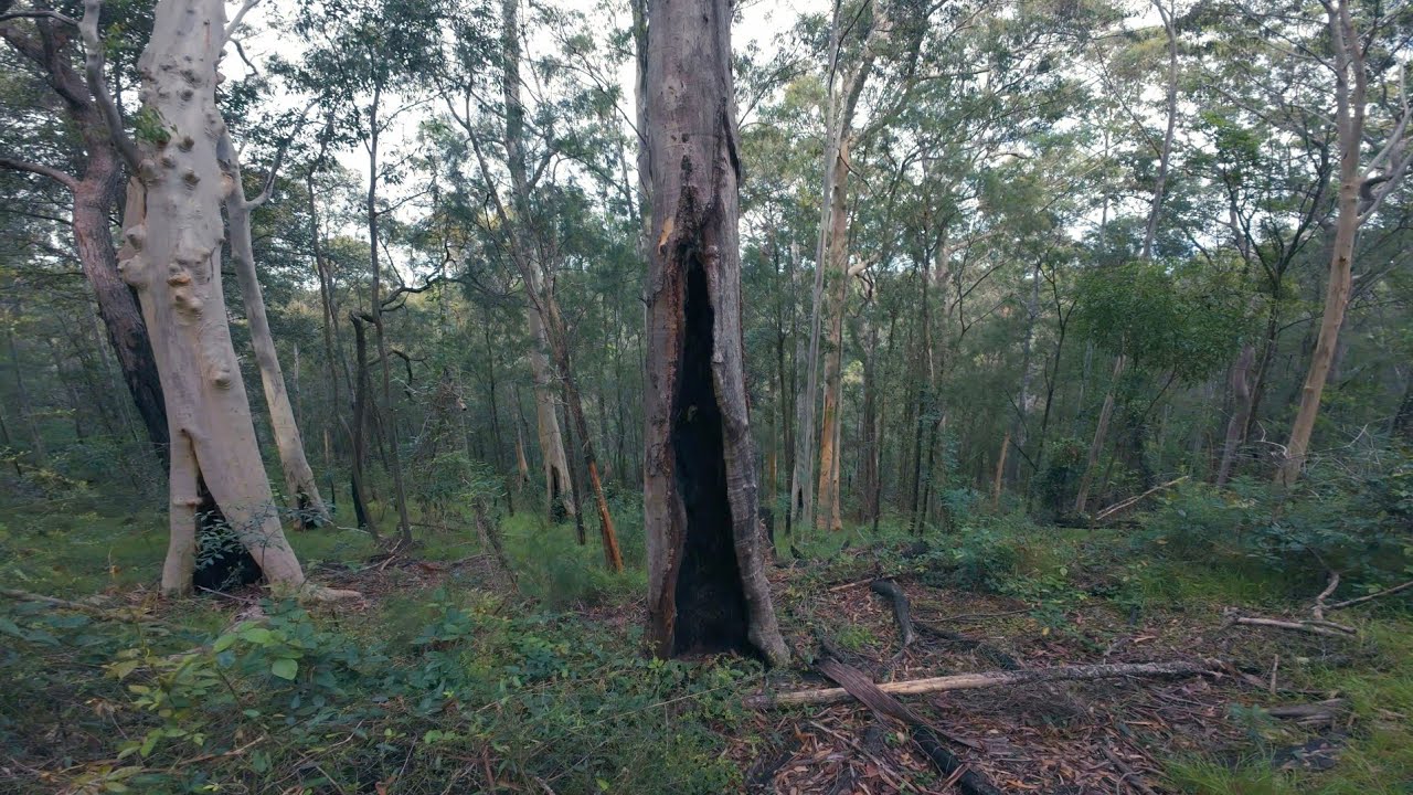Forest full of Aboriginal Scar Trees 