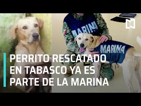 Perrito rescatado en Tabasco ya es miembro de la Marina - Las Noticias